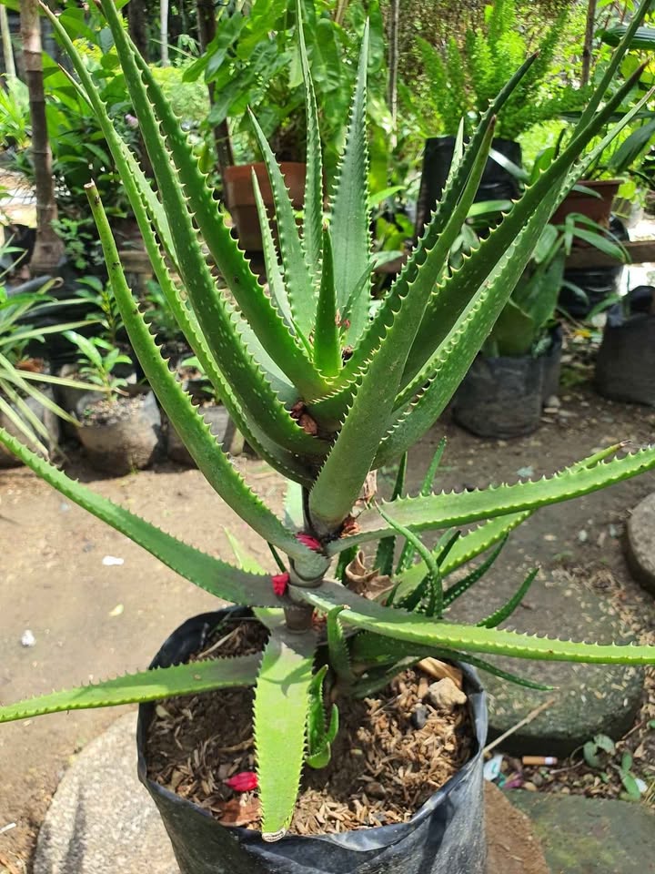 Aloe vera gardening