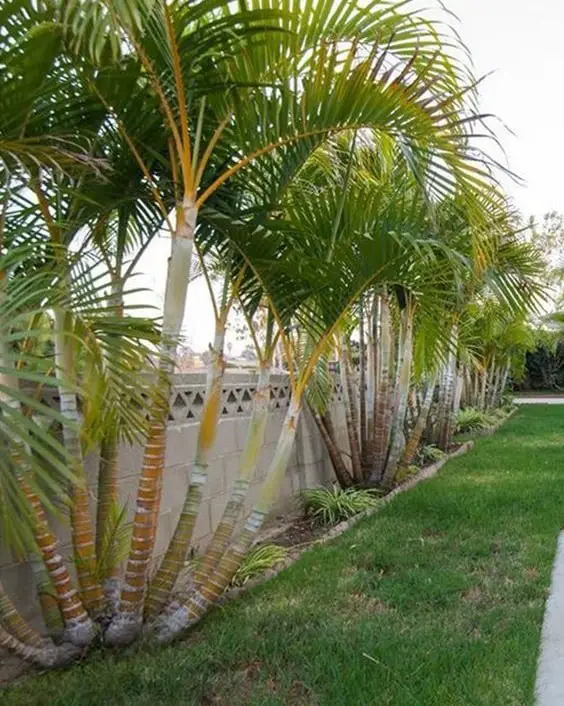 Areca Palm care