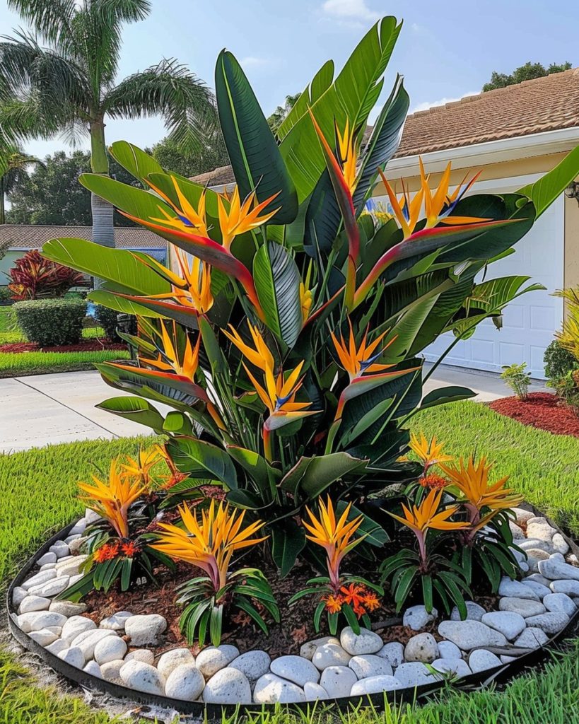 Bird of paradise plant
