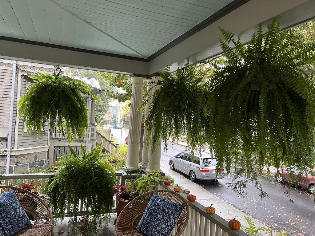 Boston Fern care