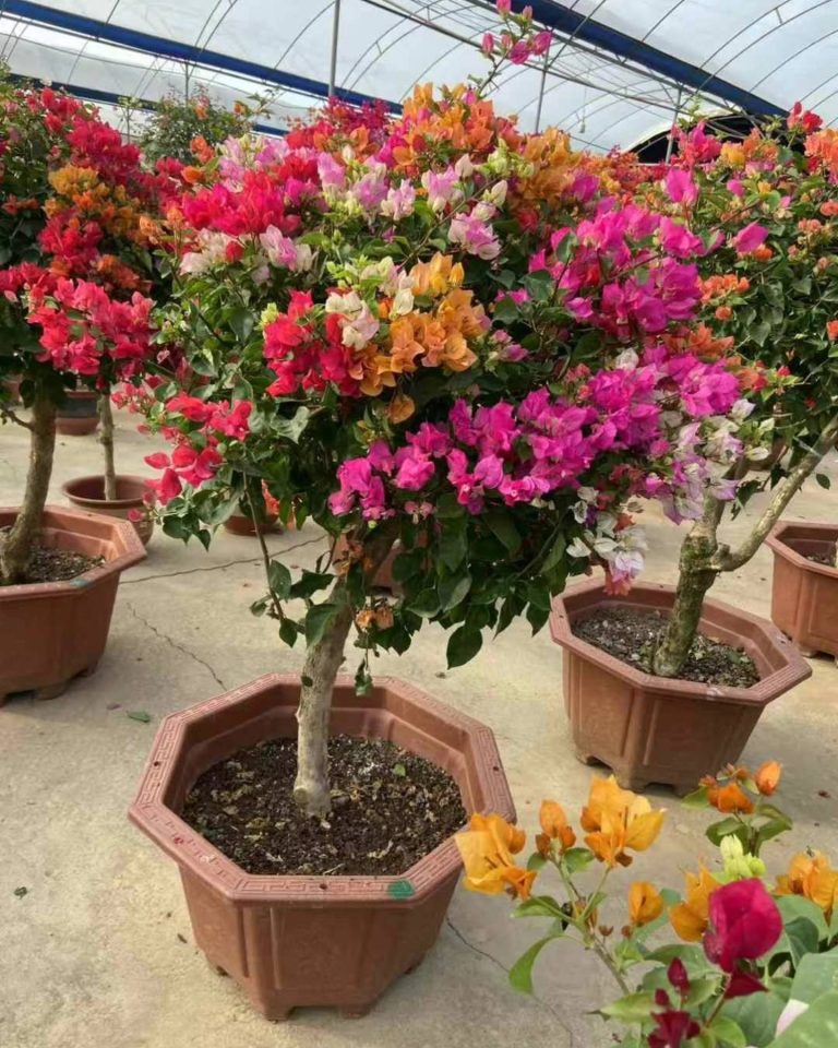 Bougainvillea cultivation