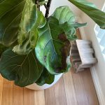 Brown spots on fiddle leaf fig