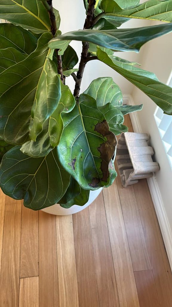 Brown spots on fiddle leaf fig