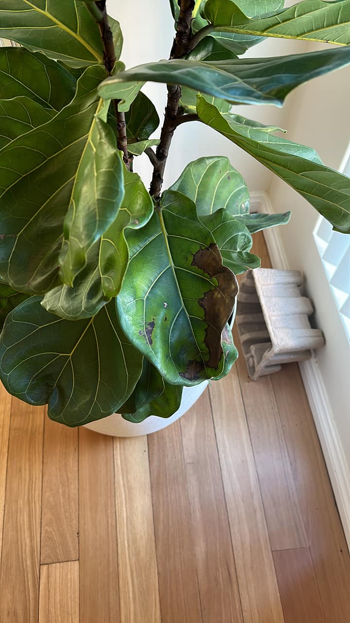 Brown spots on fiddle leaf fig
