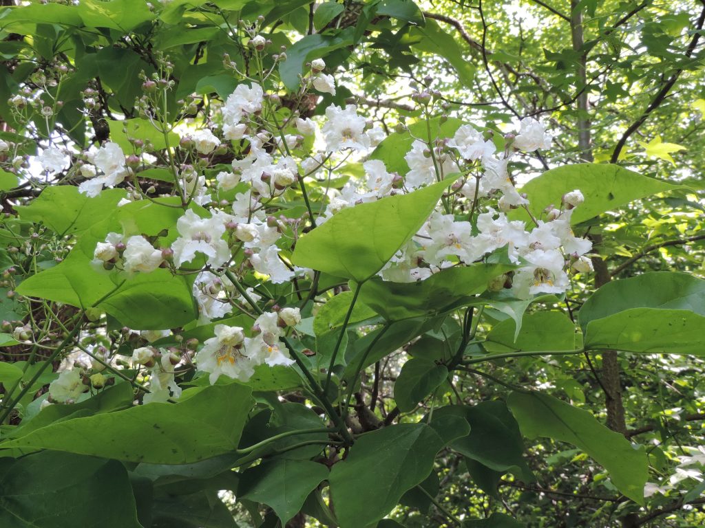 The Northern Catalpa 