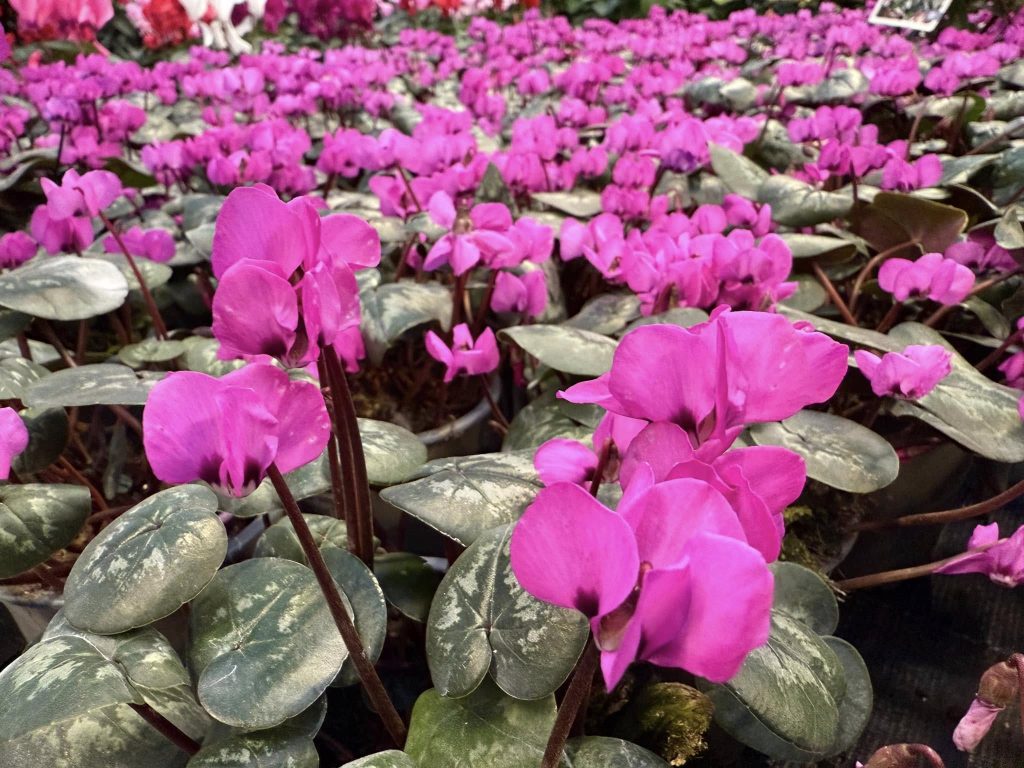 Cyclamen