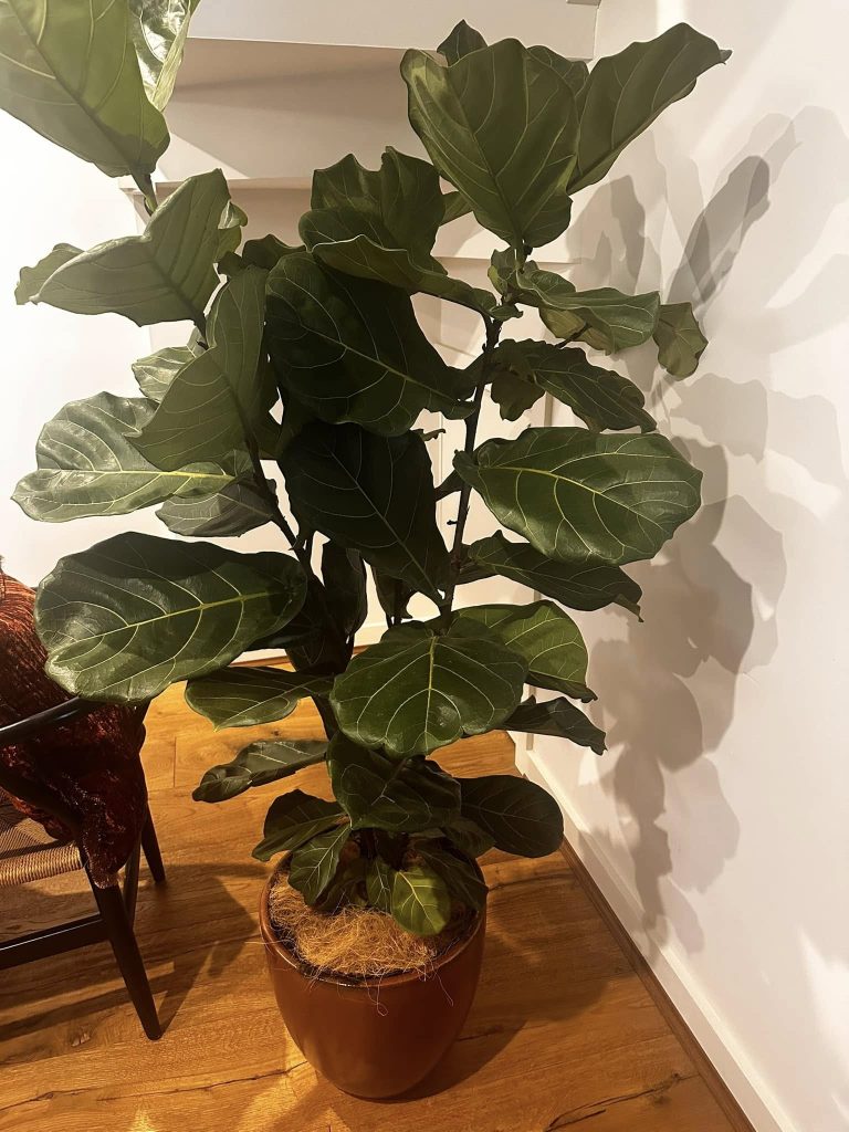 Fiddle Leaf Fig Care
