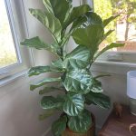 Fiddle leaf fig leaves curling