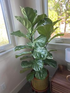 Fiddle leaf fig