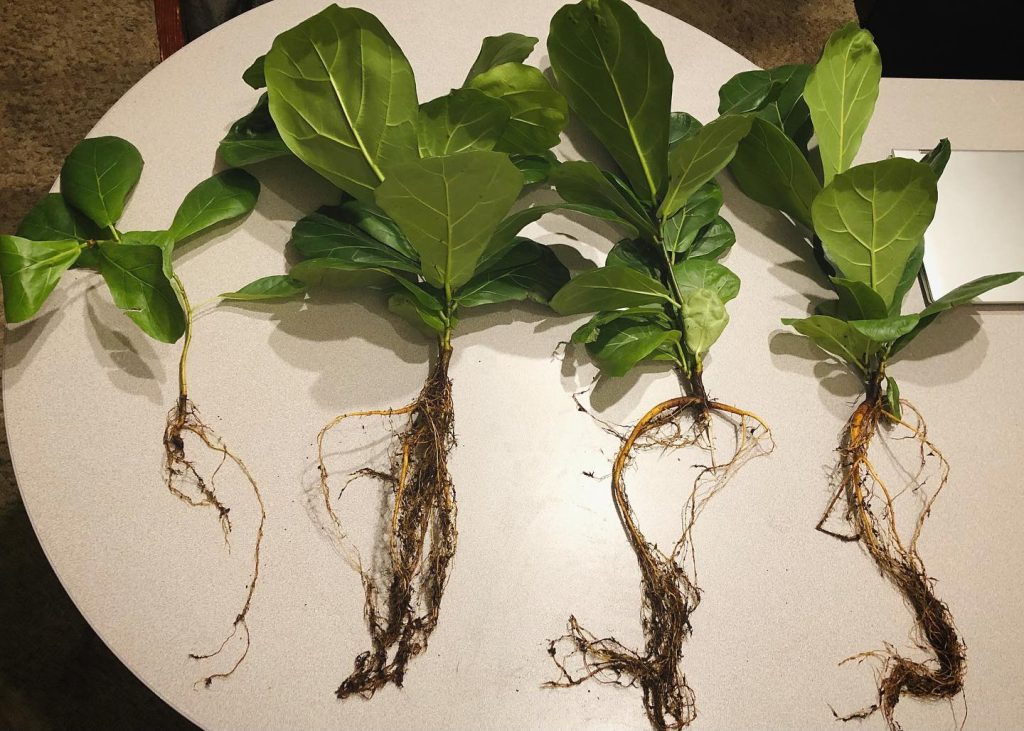 Fiddle leaf fig propagation