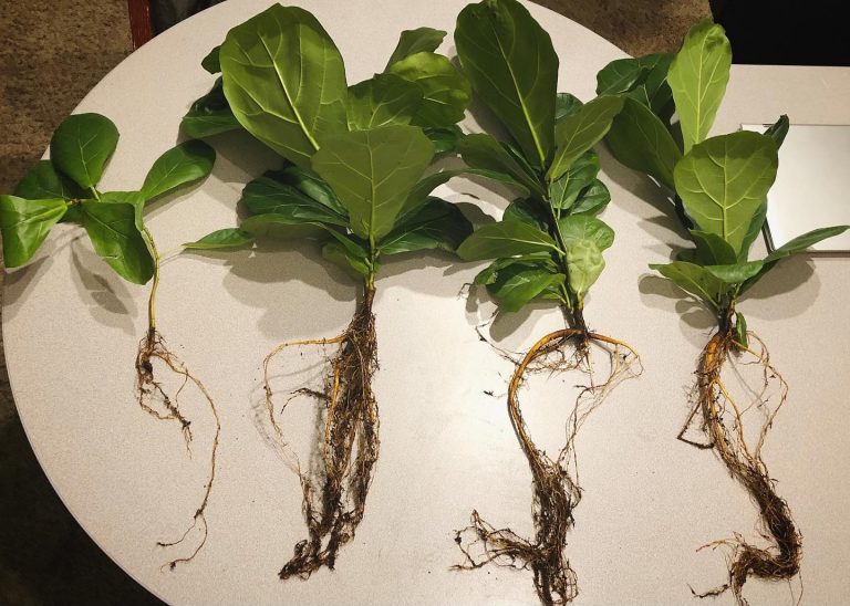 Fiddle leaf fig propagation