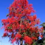 Flame Tree (Brachychiton acerifolius)