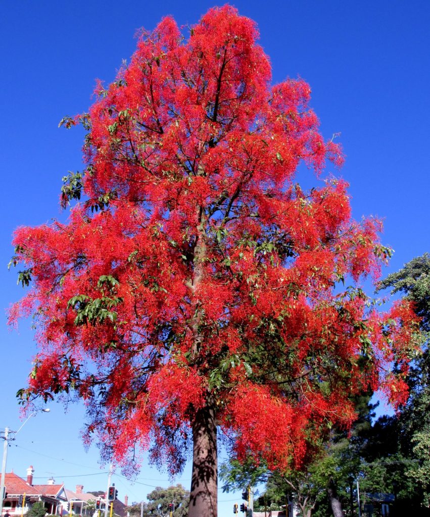 The Flame Tree has