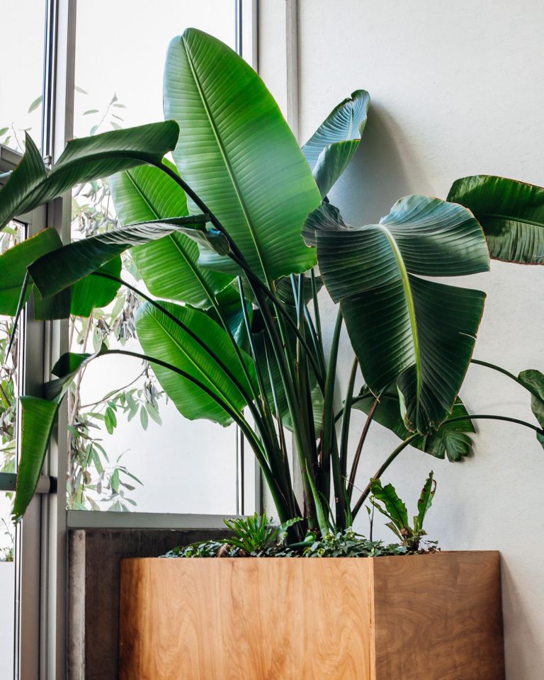 Giant bird of paradise