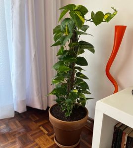 Golden pothos