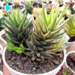 growing Haworthia succulent