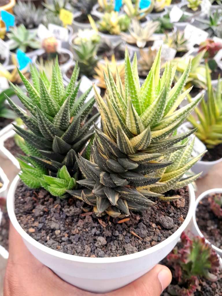 growing Haworthia succulent