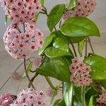 Growing Hoya plants