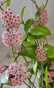 Growing Hoya plants