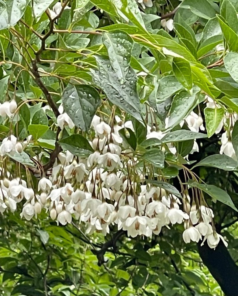 The Japanese Snowbell 