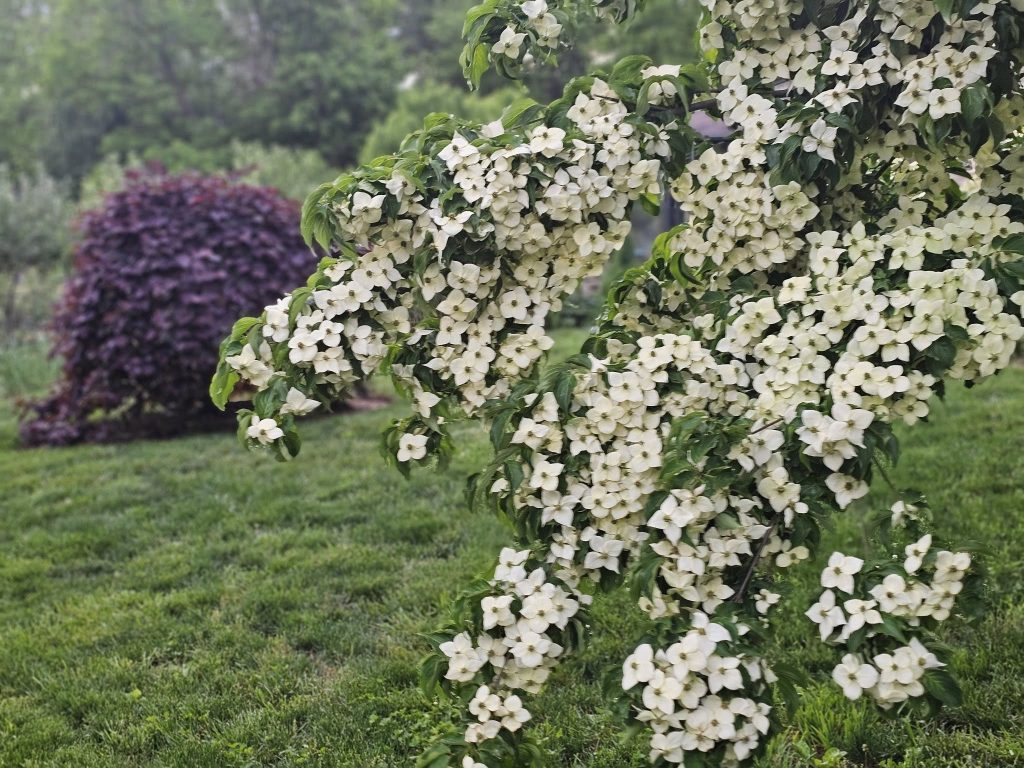 The Kousa Dogwood
