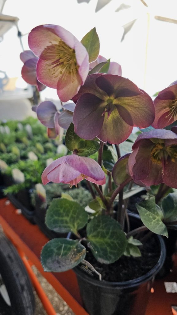 Hellebore