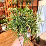 Mistletoe cactus turning brown