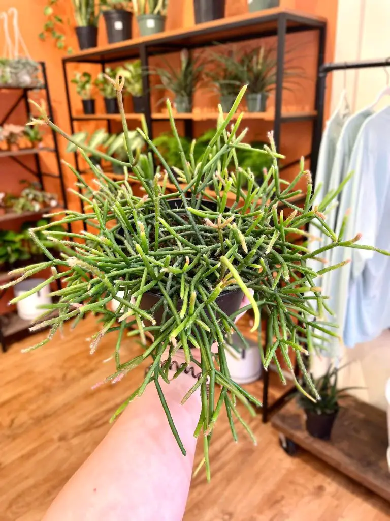 Mistletoe cactus turning brown