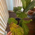Overwatered fiddle leaf fig