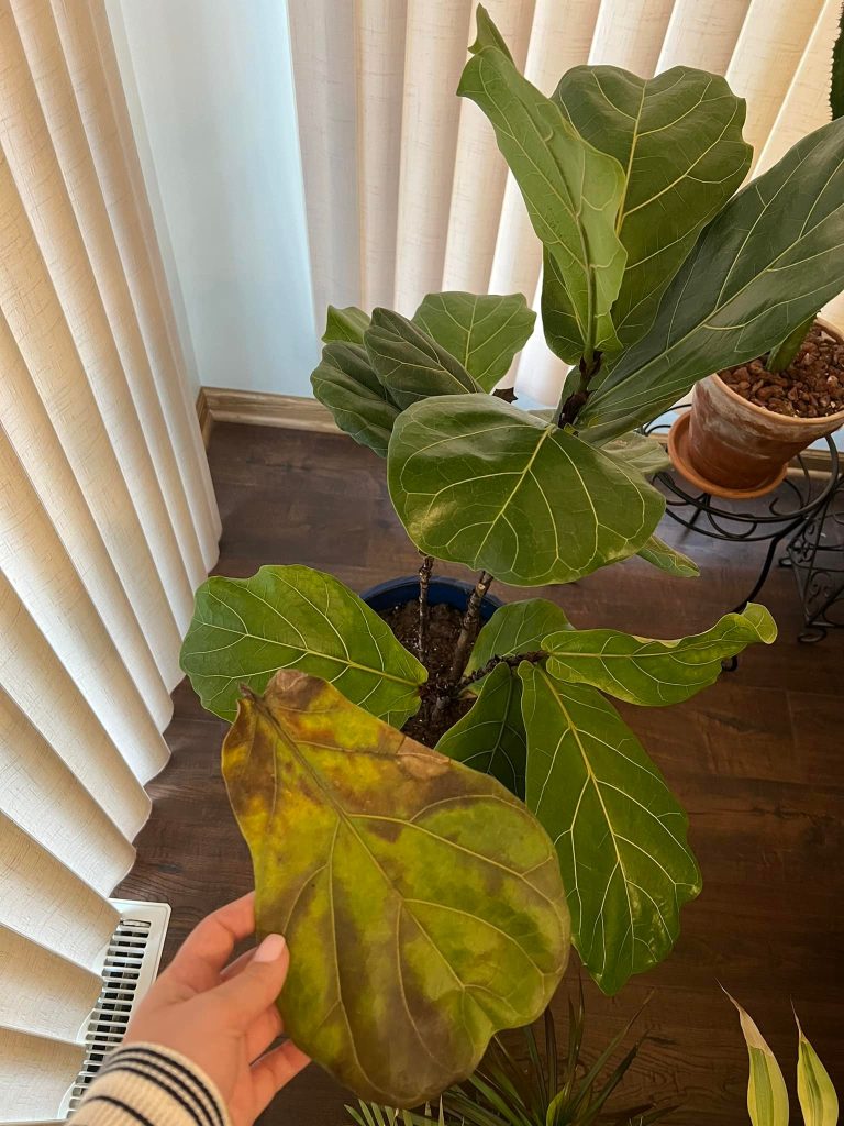Overwatered fiddle leaf fig