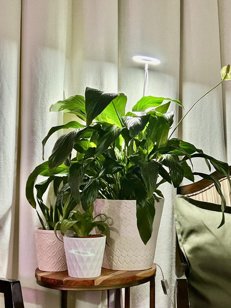 Peace lily not blooming