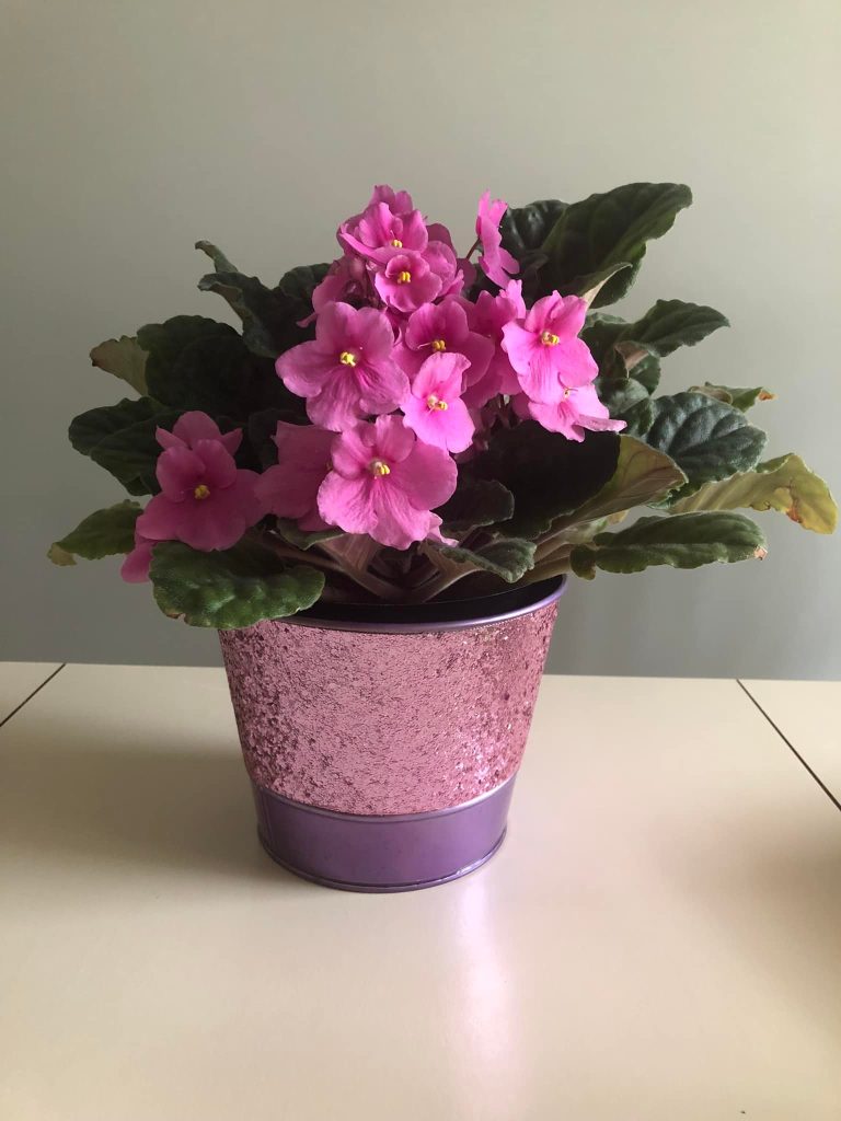Pink African Violet