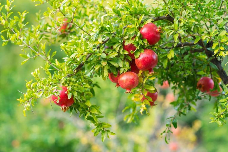 15 Drought Resistant Fruit Trees: Identification and Growth Details