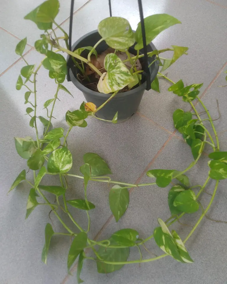 Pothos varieties