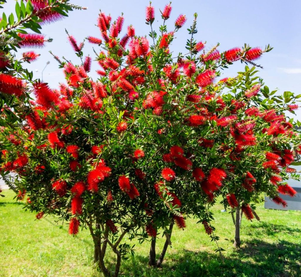 The Red Bottlebrush