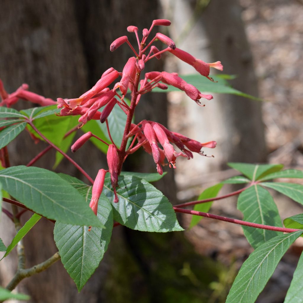 The Red Buckeye