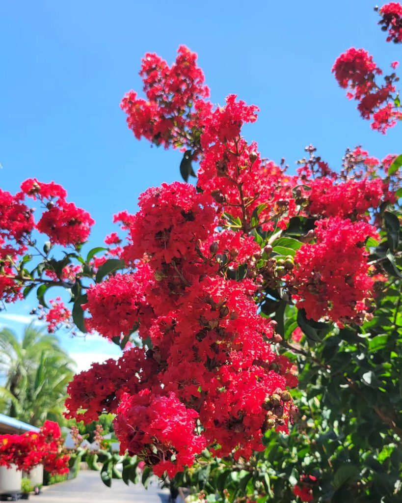 The Red Crape Myrtle