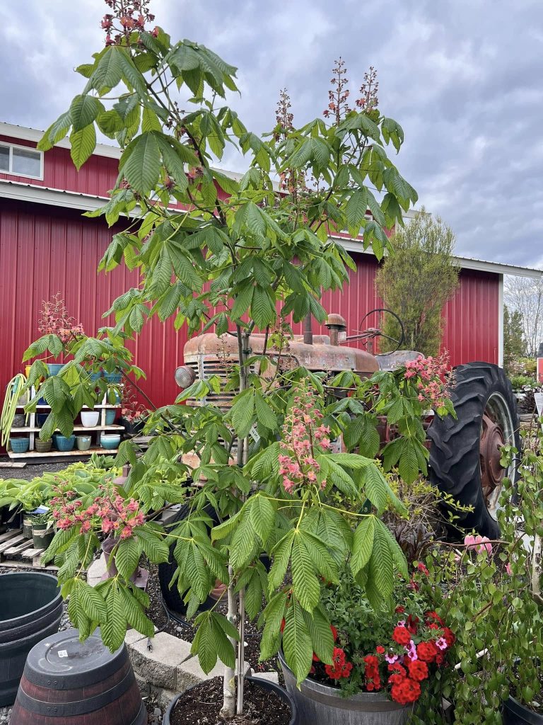 The Red Horsechestnut