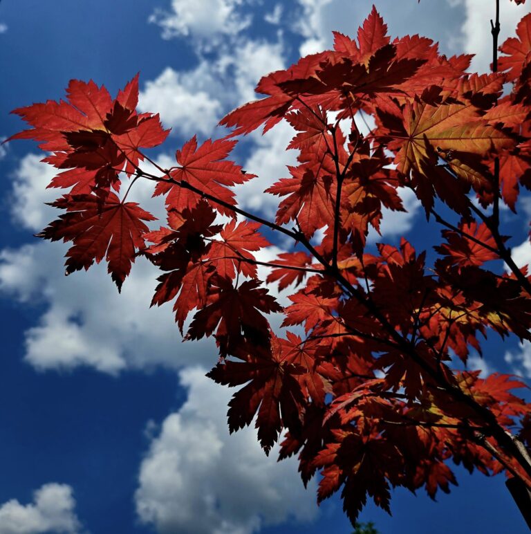 Red Maple