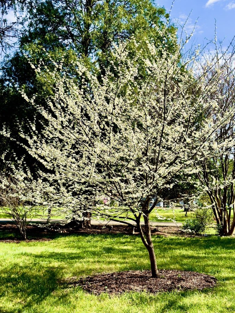The ‘Alba’ Redbud