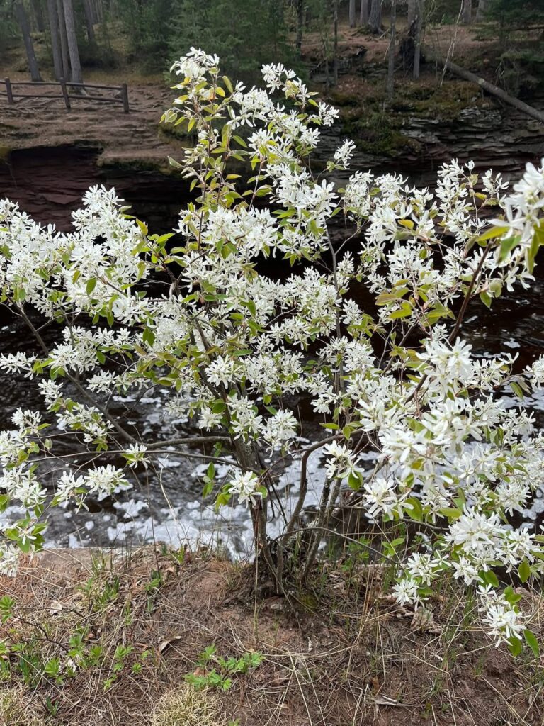 Serviceberry in bloom