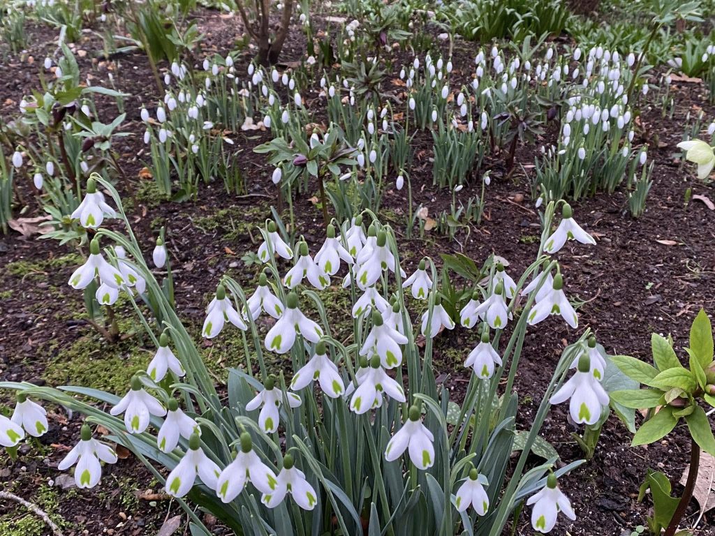 Snowdrop