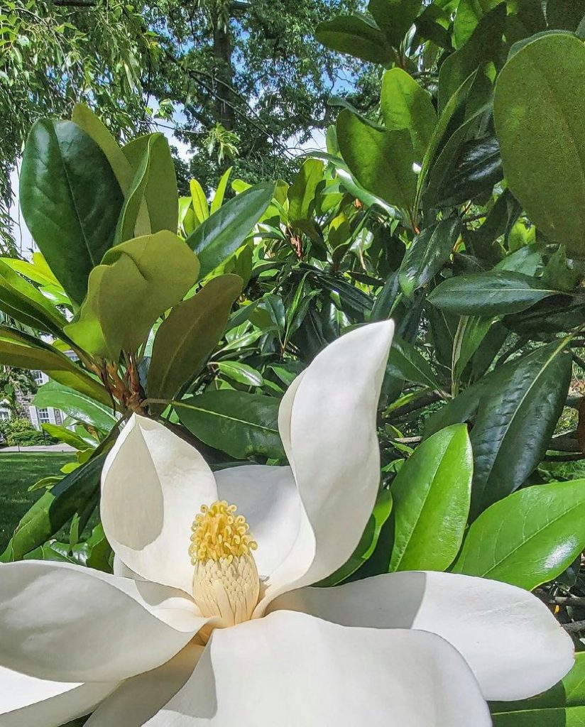 The Southern Magnolia