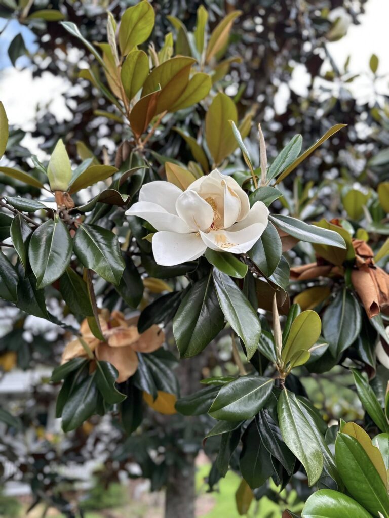 Southern magnolia