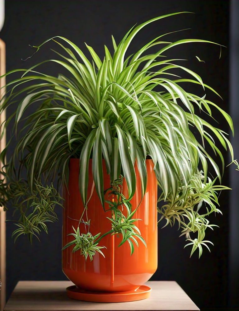 Spider plant cultivation