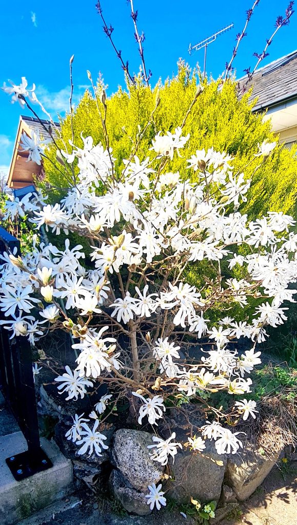 The Star Magnolia