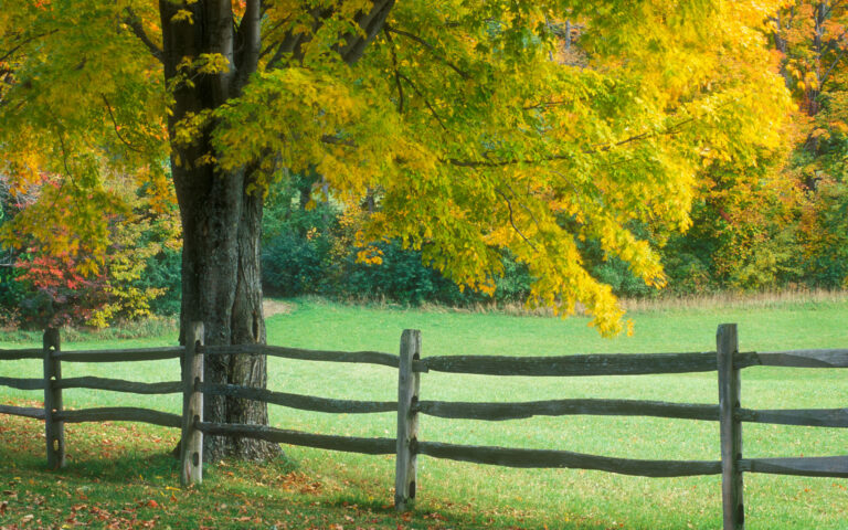 25 New York Native Trees (With Growing Details)