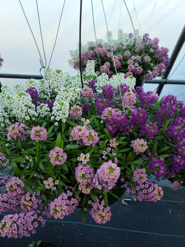 Sweet alyssum