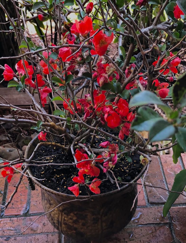 The Texas Scarlet Quince