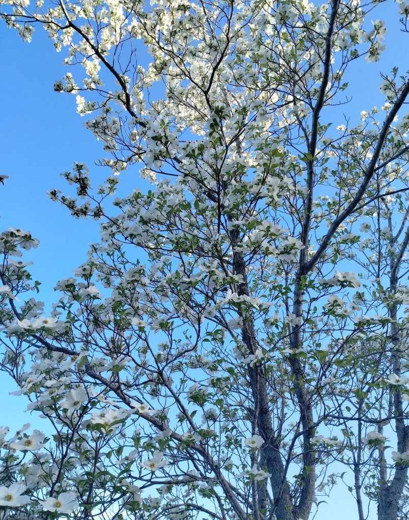 The Flowering Dogwood 